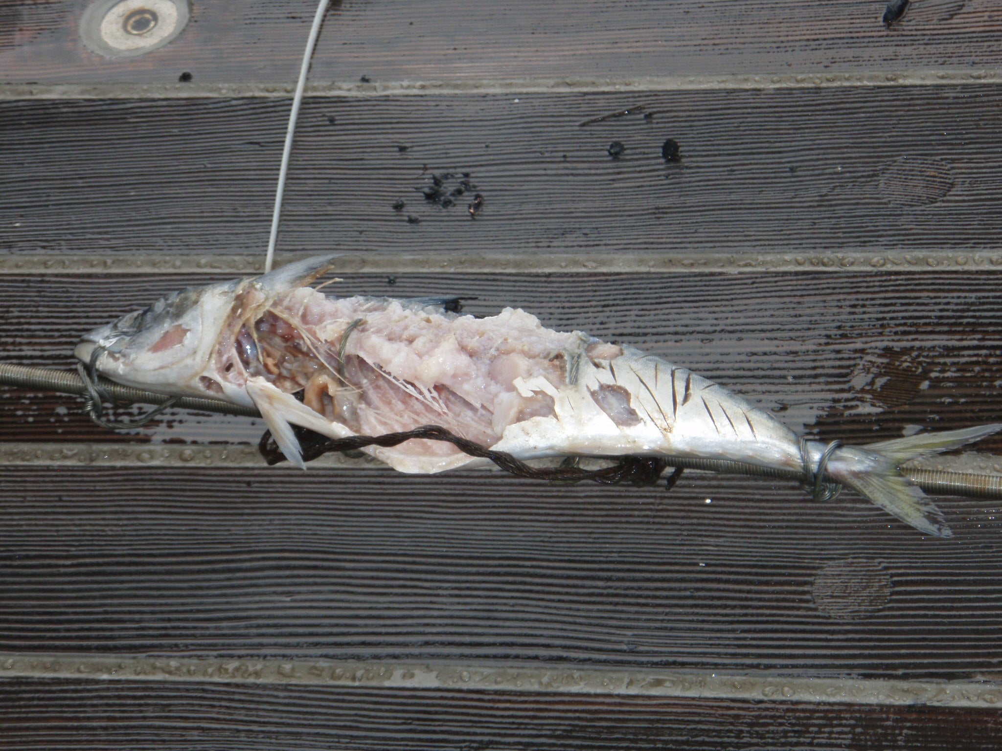 World’s Deepest Fish Filmed For the First Time