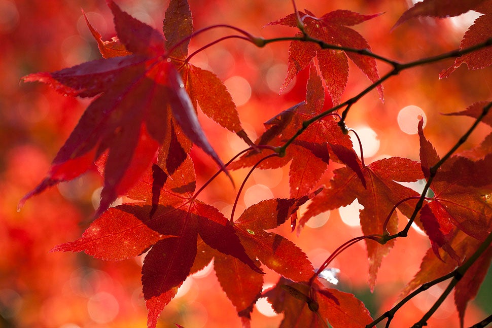 40 Stunning Photos Of Fall Foliage