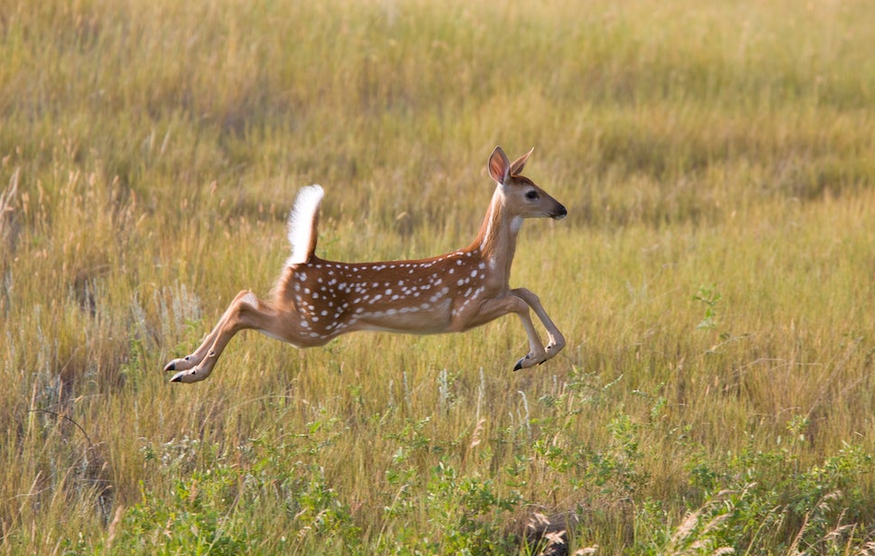 Flying Deer Strikes Woman