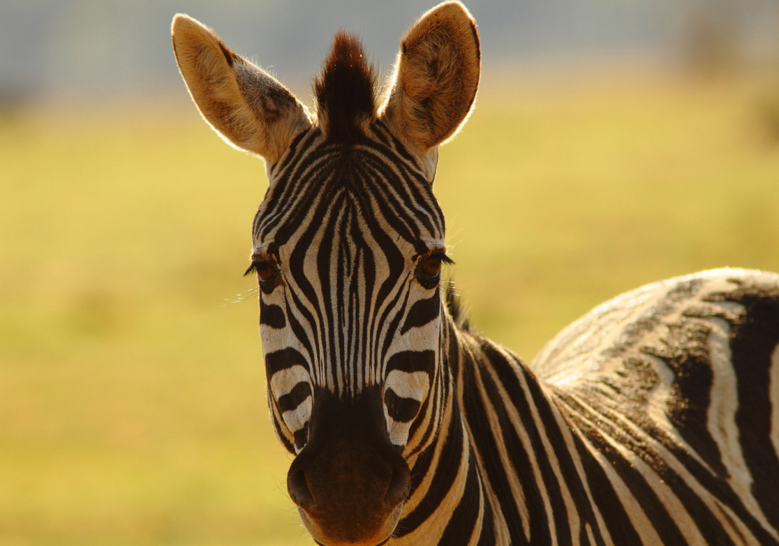 Science Watch: The Secret of the Zebra