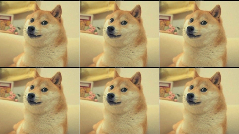 For the Love of Doge, Please Do Not Get a Shiba Inu