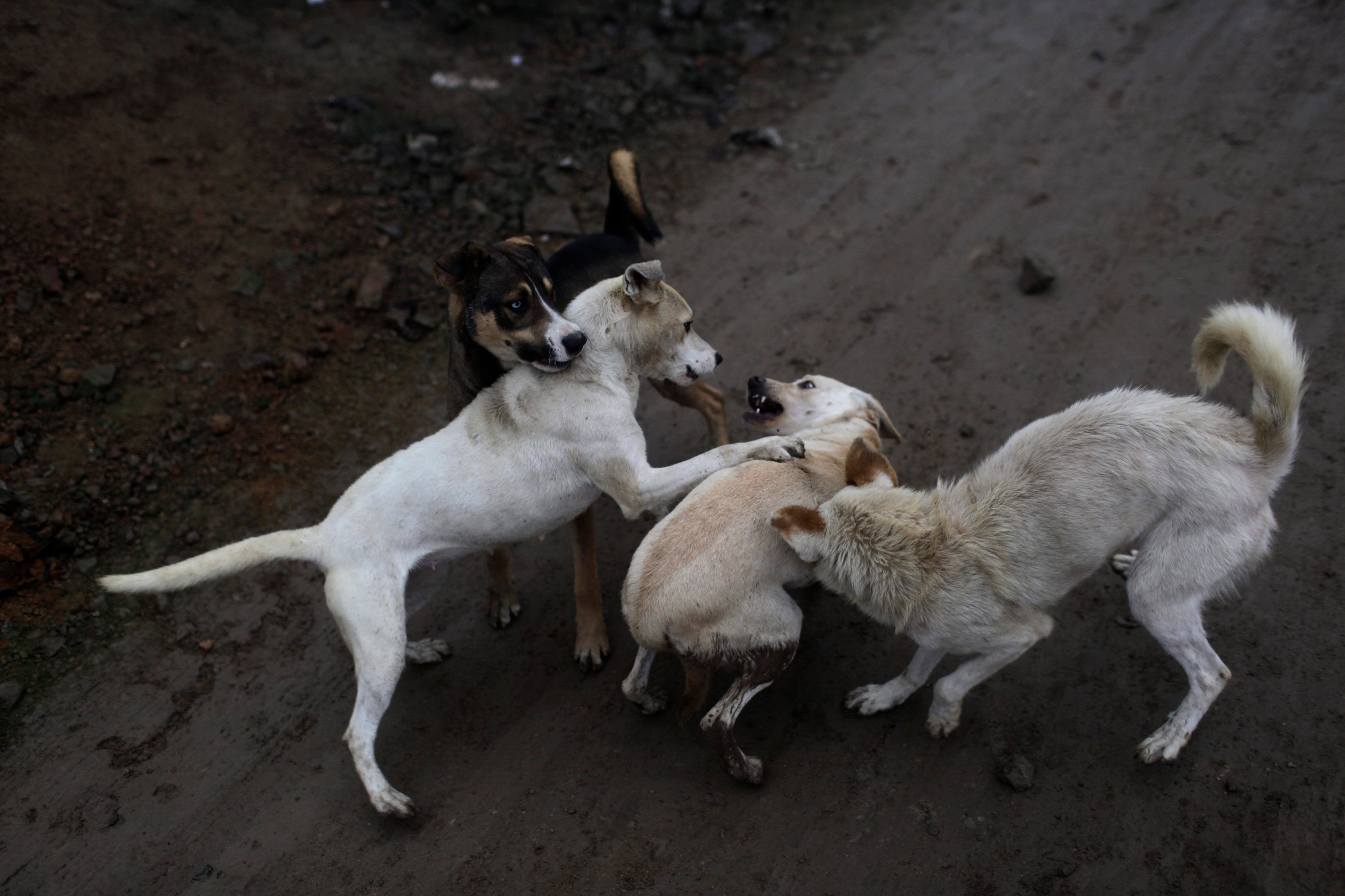 New Data Suggests Less Than 3,000 Stray Dogs In Detroit, Not 50,000