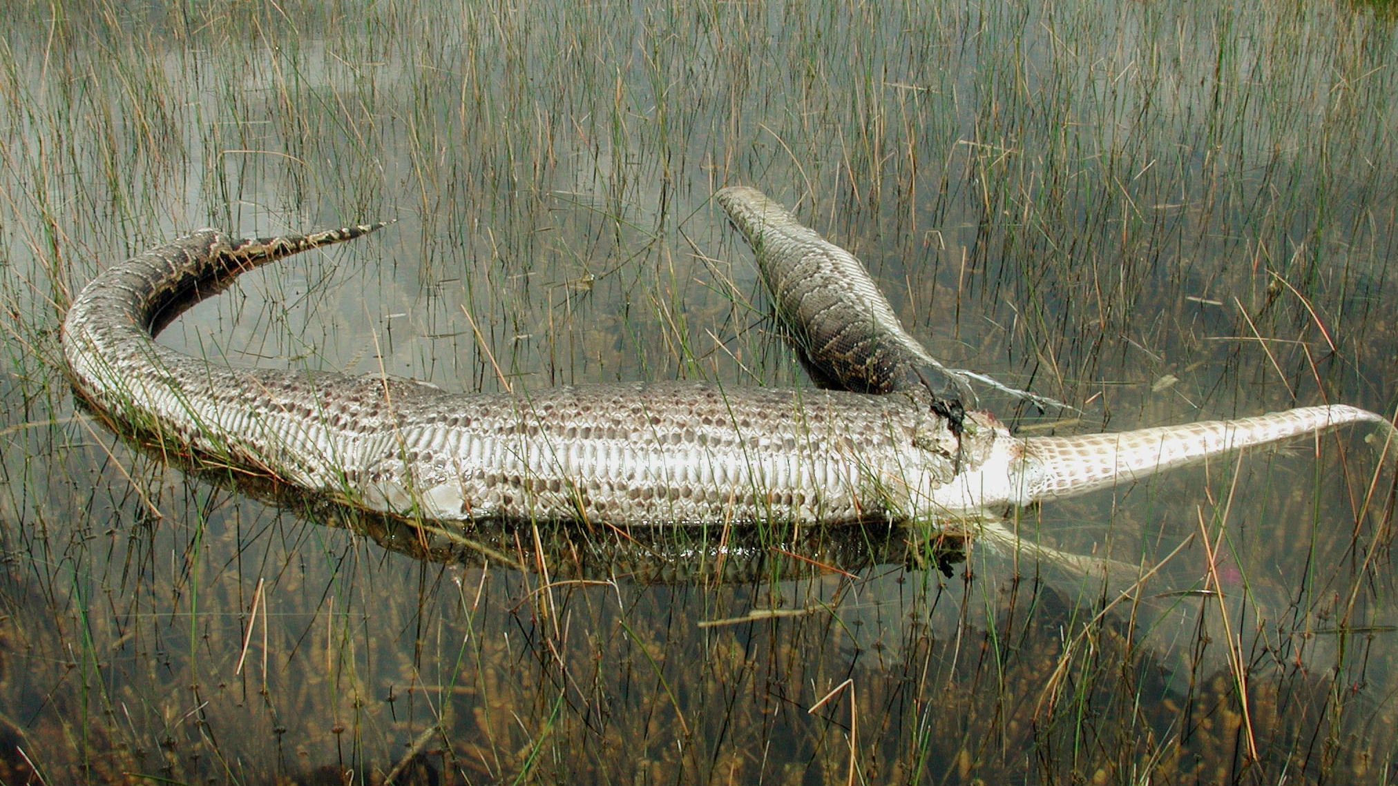 What's Eating Florida? These Six Voracious Species