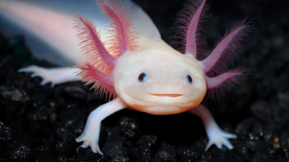 Mexico's axolotl 'water monster' may be extinct in the wild