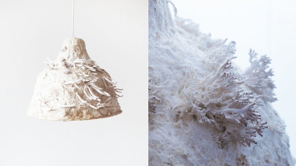 Eat Mushrooms That Grow Off the Top of This Living Lampshade