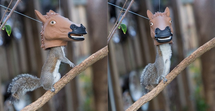 Look at This Horse-Headed Squirrel