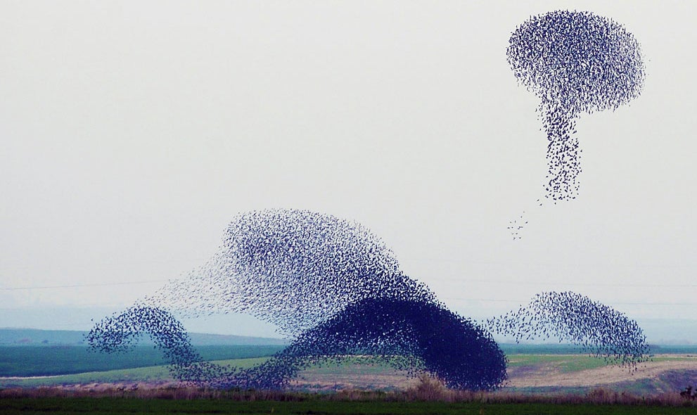 These breathtaking videos of starling murmurations defy belief