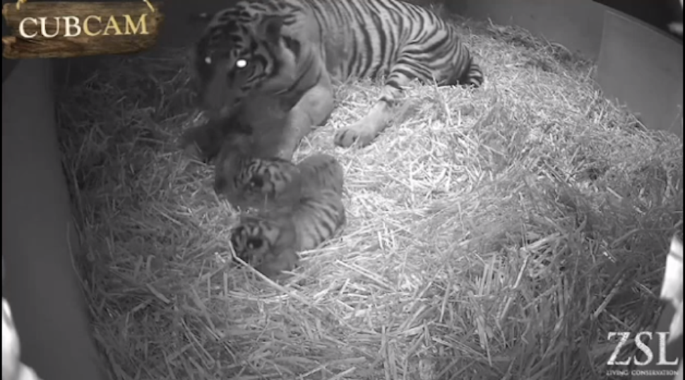 Three Extremely Rare Sumatran Tigers Born at London Zoo