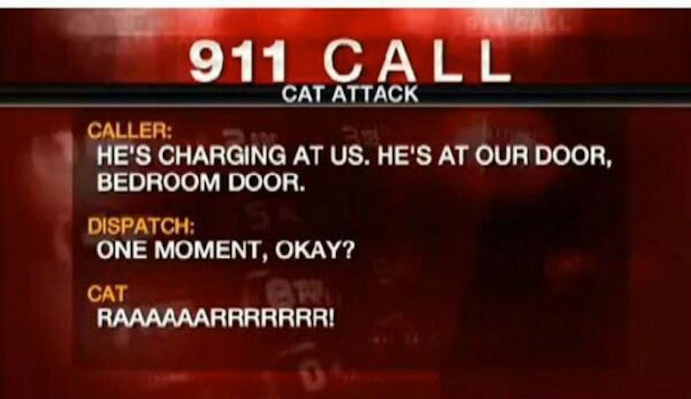 Man Calls 911 After &quot;Hostile&quot; 22-Pound Cat Traps Family in Bedroom