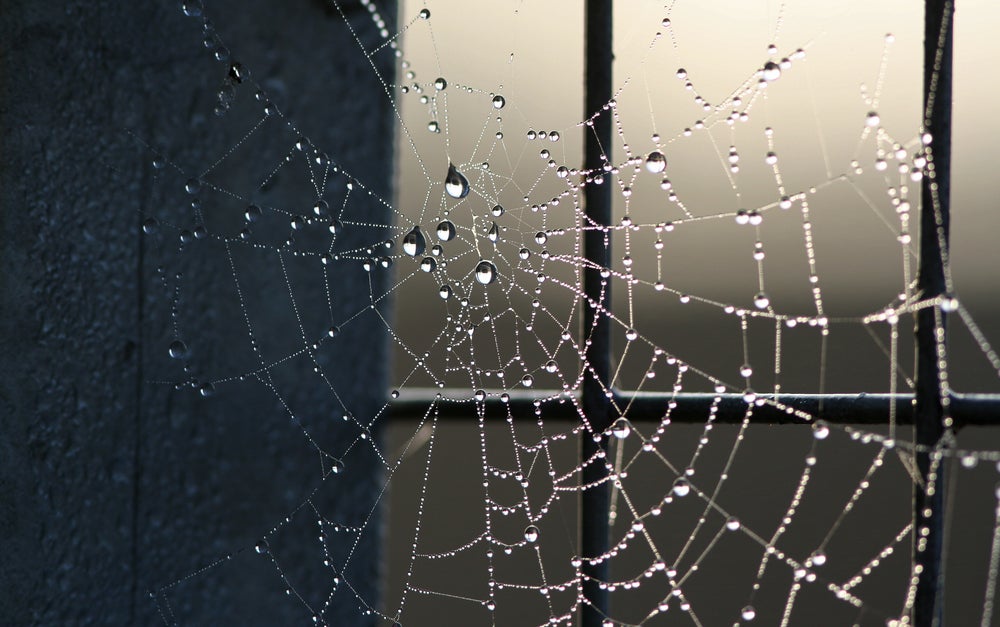 City-Dwelling Spiders Build Webs That Don&#39;t Work