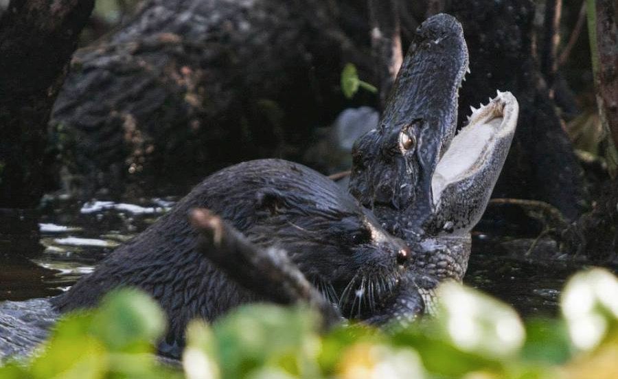 Florida Otter Adorably Kills and Eats Alligator