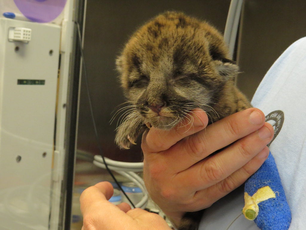 Is This Florida Panther Kitten Cute or Not? A Gawker Internal Debate