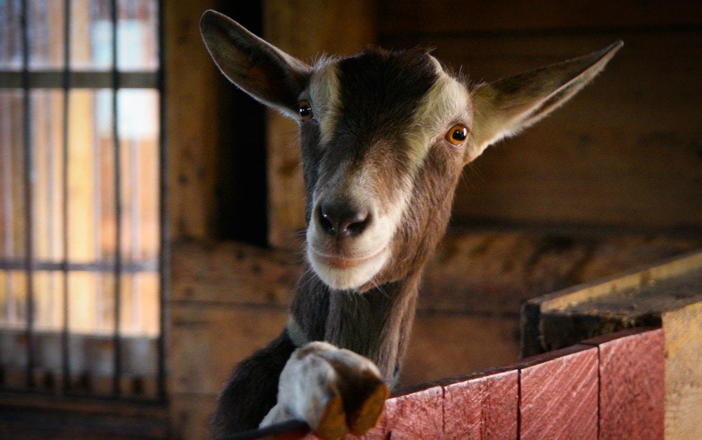 Correction: Humanity Not on Brink of Terrible War With Goats