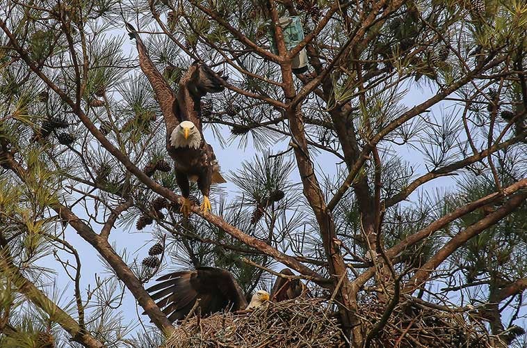 Drop Everything – The Bald Eagle Cam is Back!