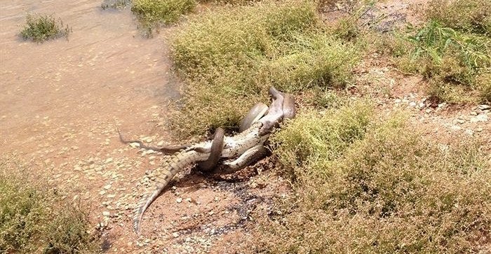 Giant Snake Wins 5-Hour Battle With Crocodile