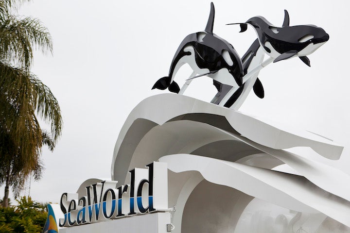 California Assemblyman is Trying to Put SeaWorld Out of Business