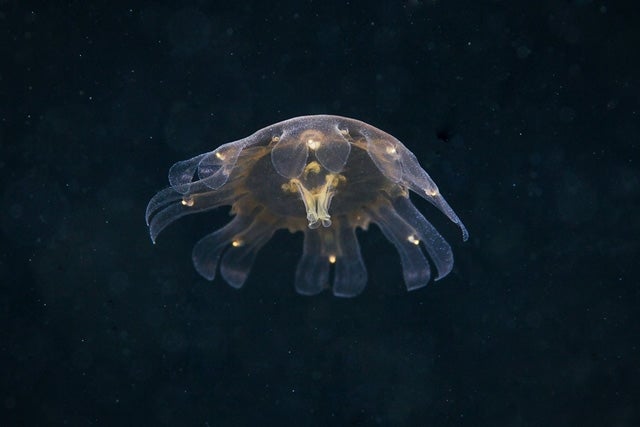 It Seems That Aliens Are Living Under the White Sea
