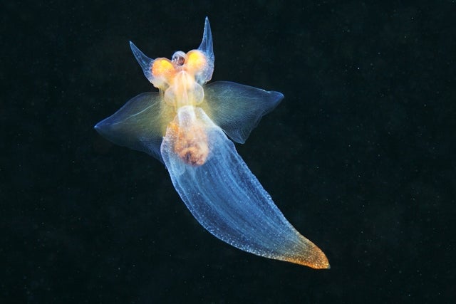 It Seems That Aliens Are Living Under the White Sea