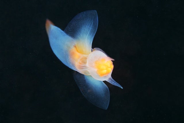 It Seems That Aliens Are Living Under the White Sea