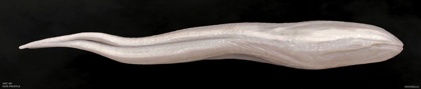 Prometheus concept art puts us face-to-sucker with the movie's creatures