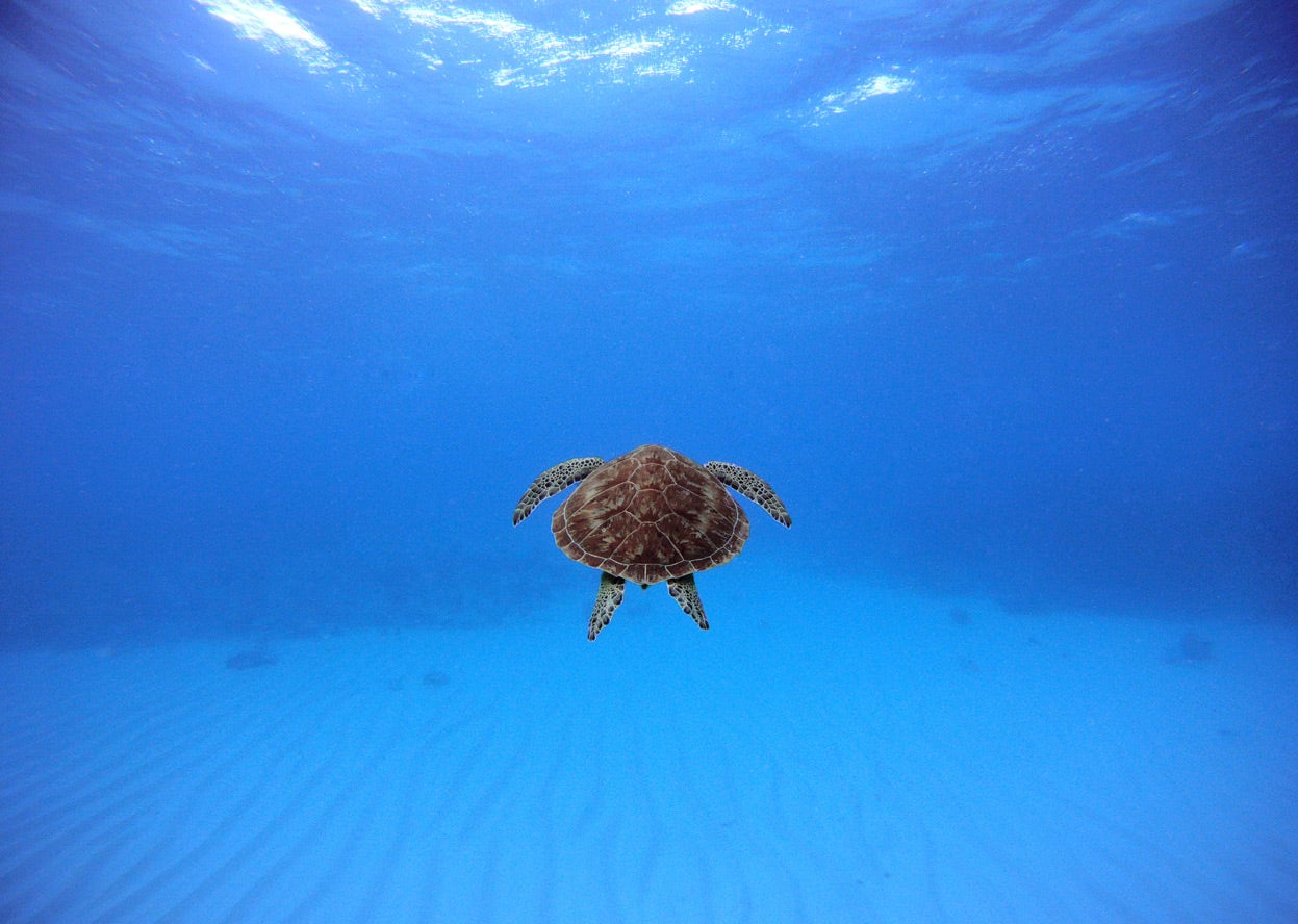 Holy crap, these entries from Nat Geo's 2012 Photo Contest are absolutely gorgeous
