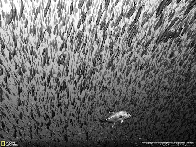 The winning images from Nat Geo's 2012 Photography Competition will blow you away