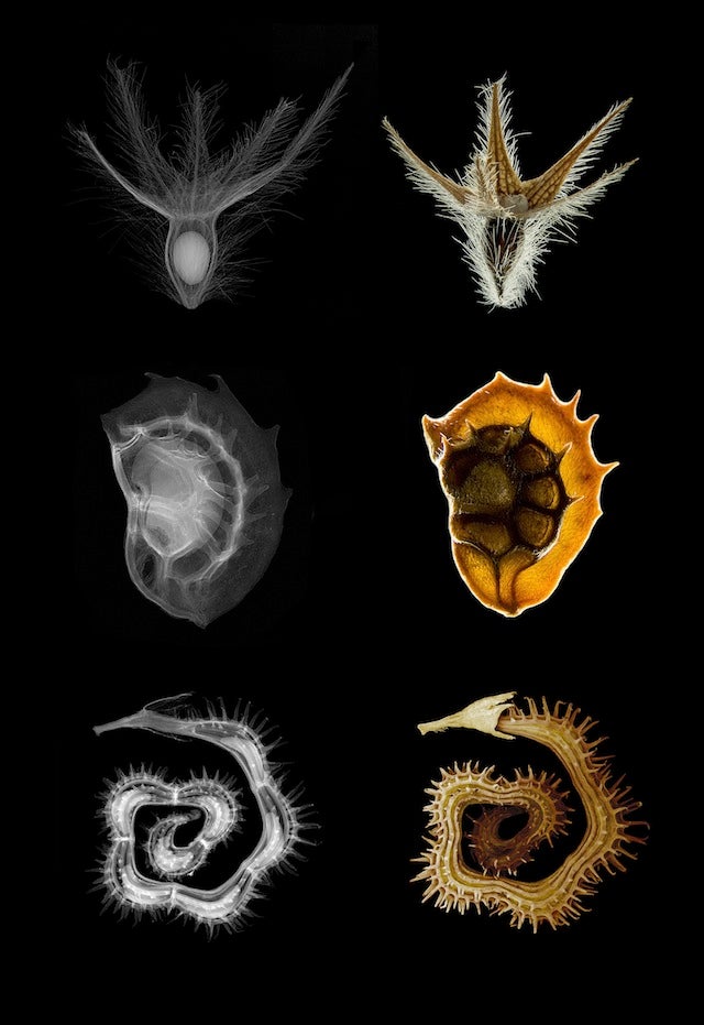 The Year's Best Visualizations of Scientific Concepts