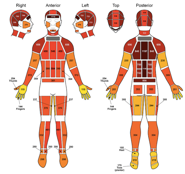 human hole body muscle