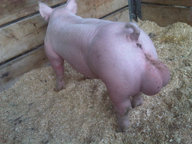 The Story Behind the Internet's Most Famous Photo of a Pig Pooping on Its Own Balls