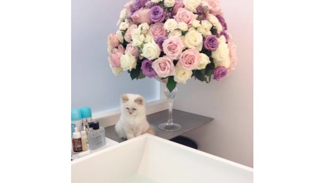 Taylor Swift Recites 'Honey Badger' for Vogue