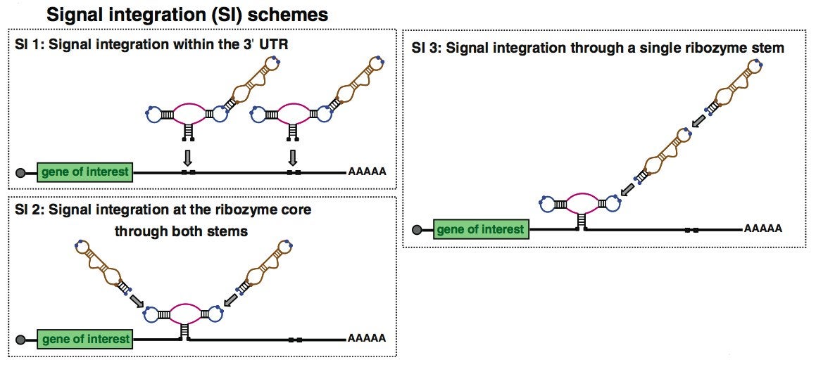 Engineer Your Body Functions with Programmable RNA