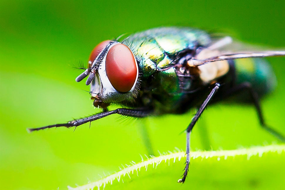 75 Close-Ups Of Bugs