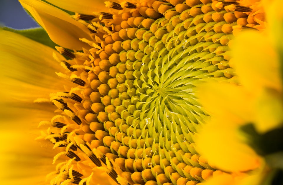 58 Giant Close-Ups Of Plants