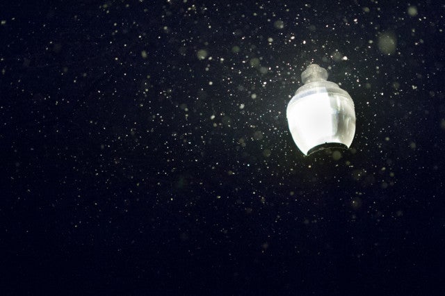 14 Frozen Photos Of The Polar Vortex
