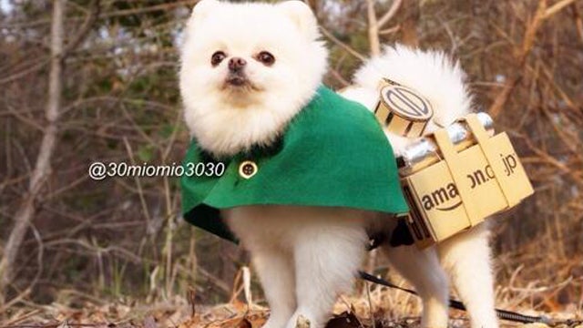 Little Dogs Make Attack on Titan Cosplay Cuter