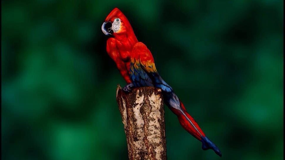 Your Mind Will Be Blown When You Realize This Isn&#39;t a Parrot