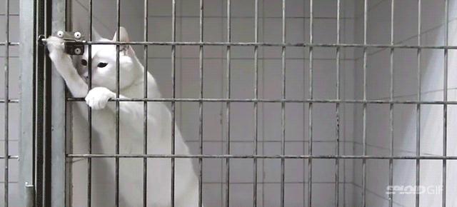 Amazing Houdini cat escapes cages by opening locks