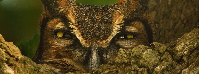 This Great Horned Owl Is Either Really Stoned Or Defending Its Young