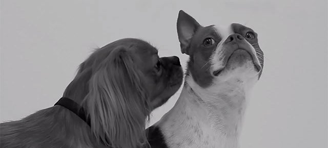 Watching adorable dogs kissing for the first ti—ok, that&#39;s enough