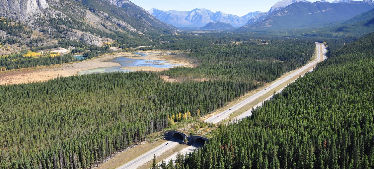 These Incredible Man-Made Highways Are Built Just for Animals