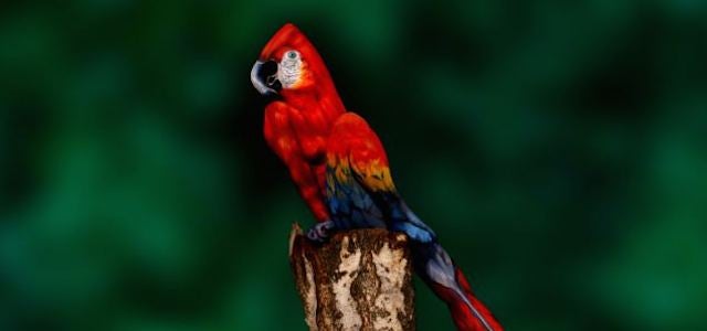 Holy crap, this parrot is actually a woman posing in bodypaint