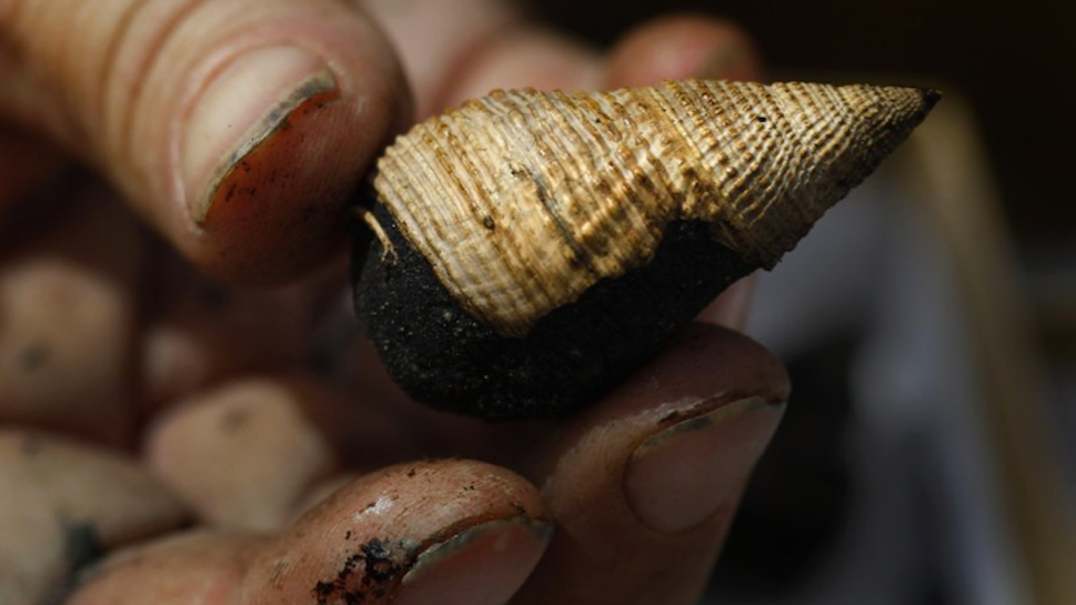 Two Million-Year-Old Sea Lion&#39;s Mouth Found Below LA Subway