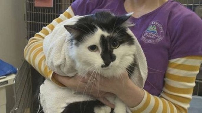 22-Pound Cat Who Trapped His Family Now Living In Shelter