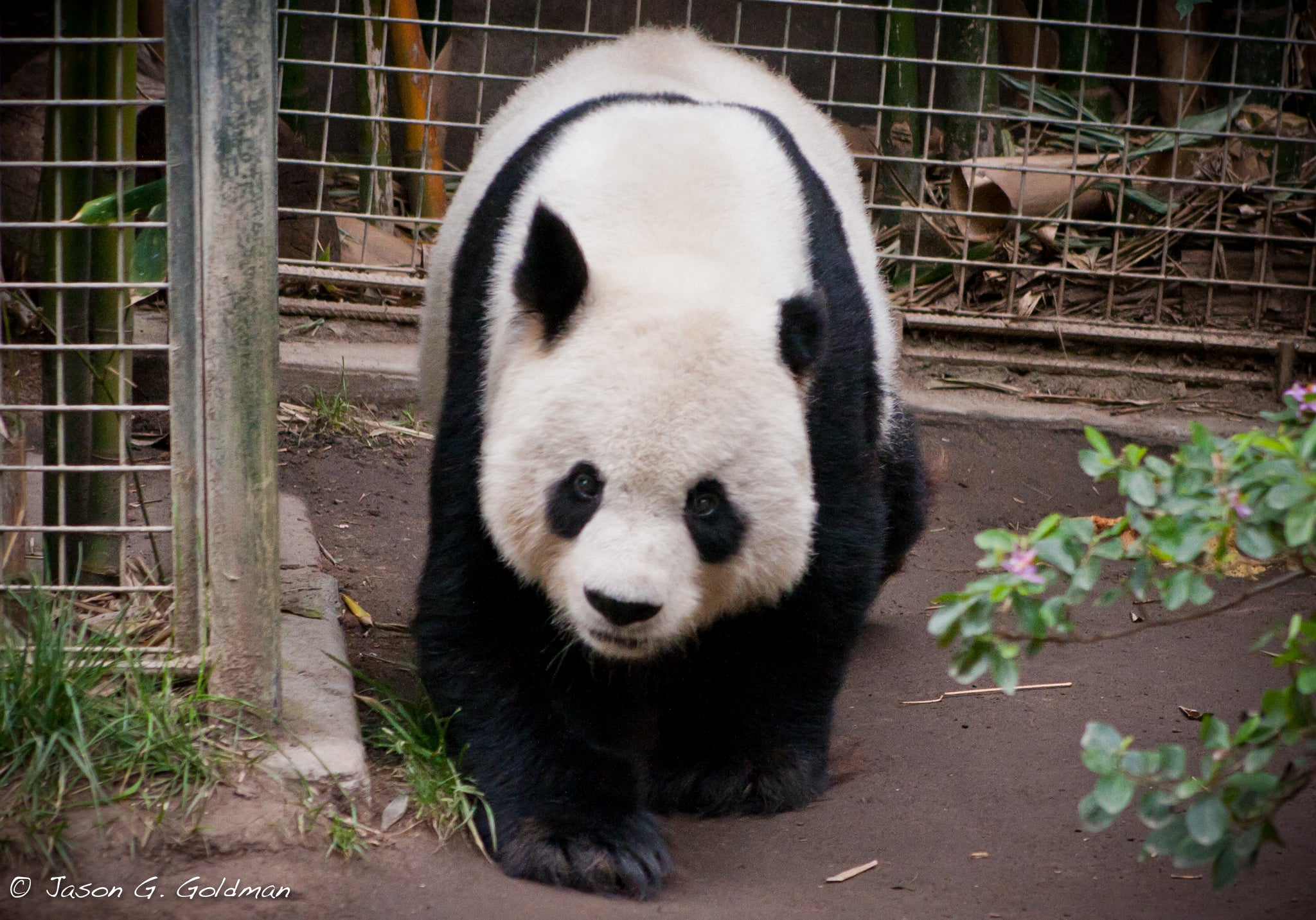 Giant Panda Was Infected With Scary Cat Parasite Toxoplasma