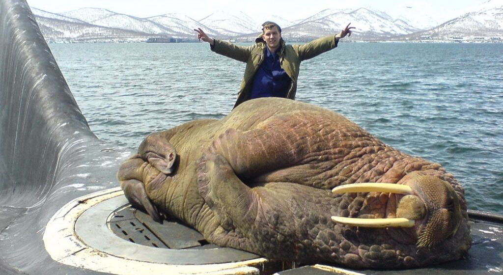 What Happens When A Walrus Falls Asleep On A Surfacing Submarine?