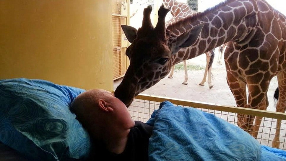 Giraffe Kisses Dying Zoo Worker Goodbye