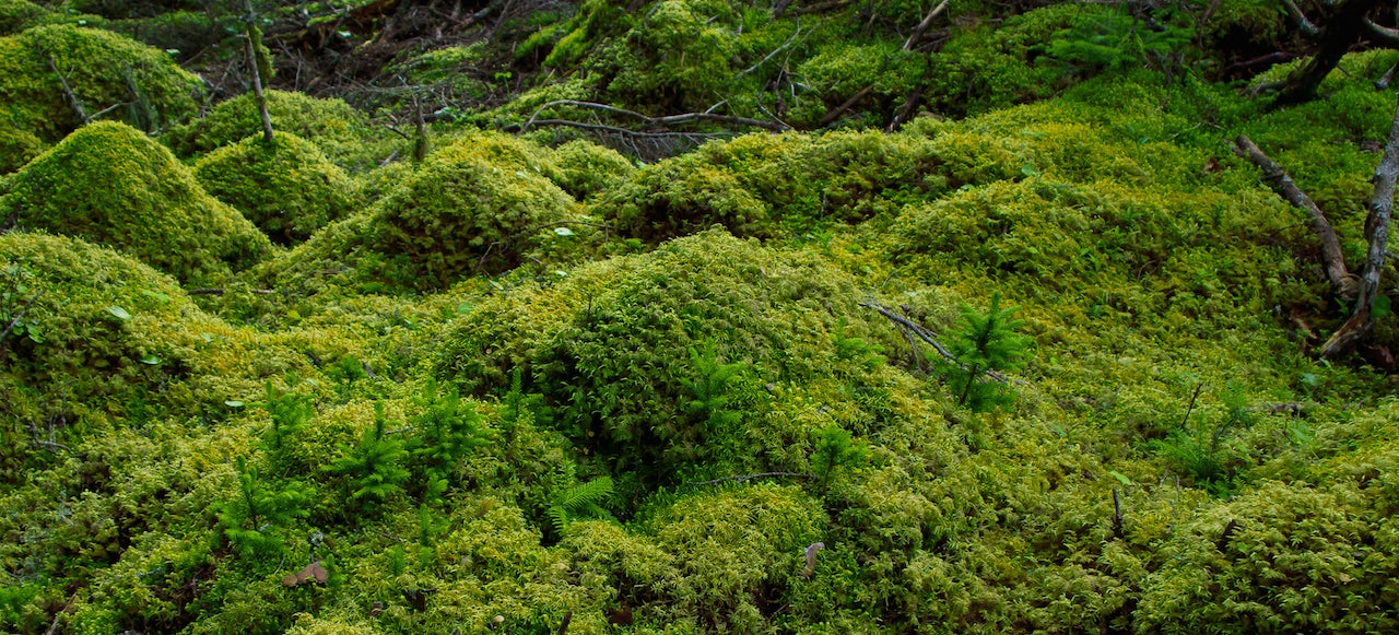 Scientists Revive Moss That Was Encased In Ice For 1,500 Years