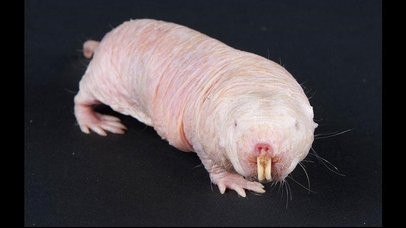 Apart From Looking Strange, The Naked Mole Rat May Also Be 