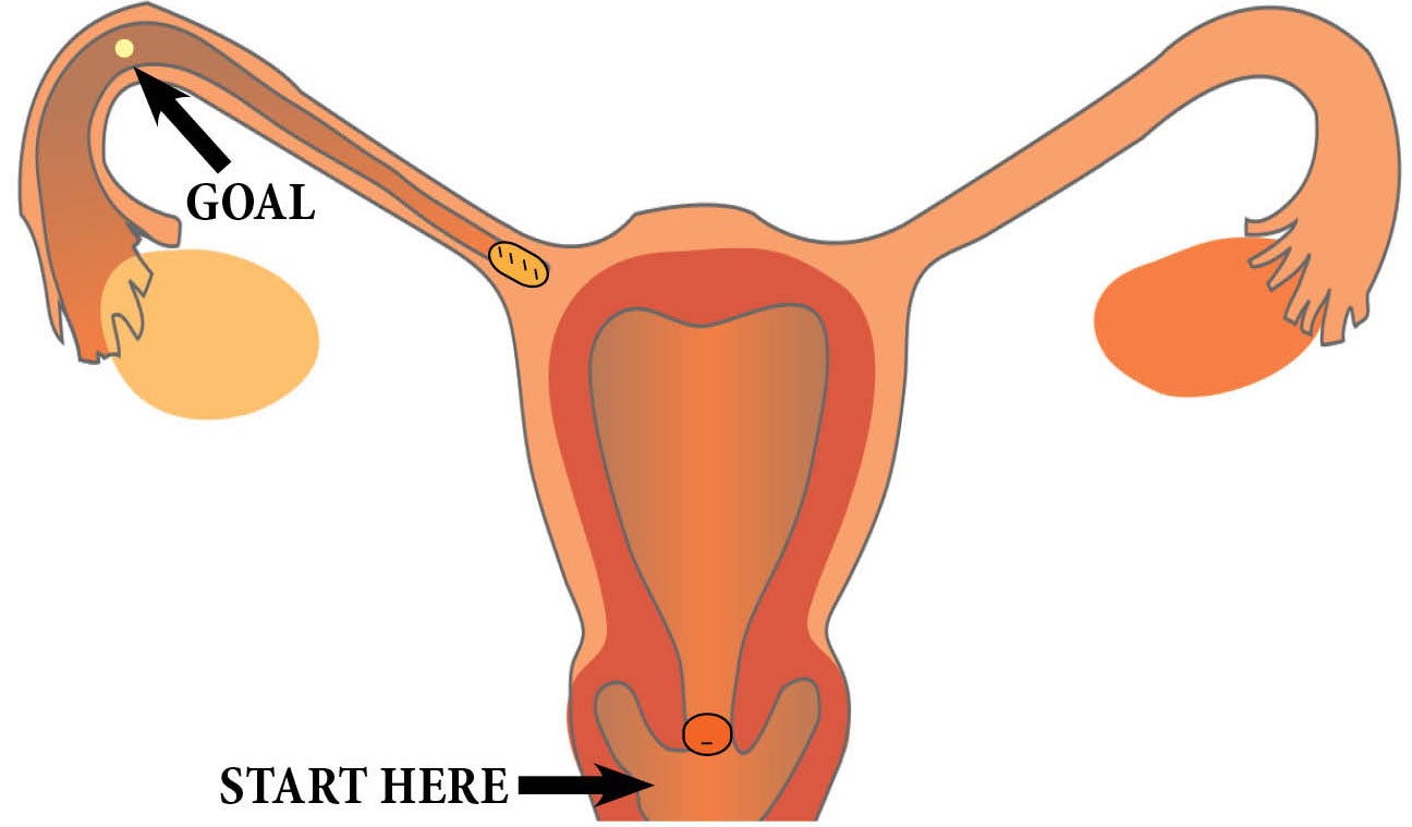 How Many Times Do You Cum During Sex 46