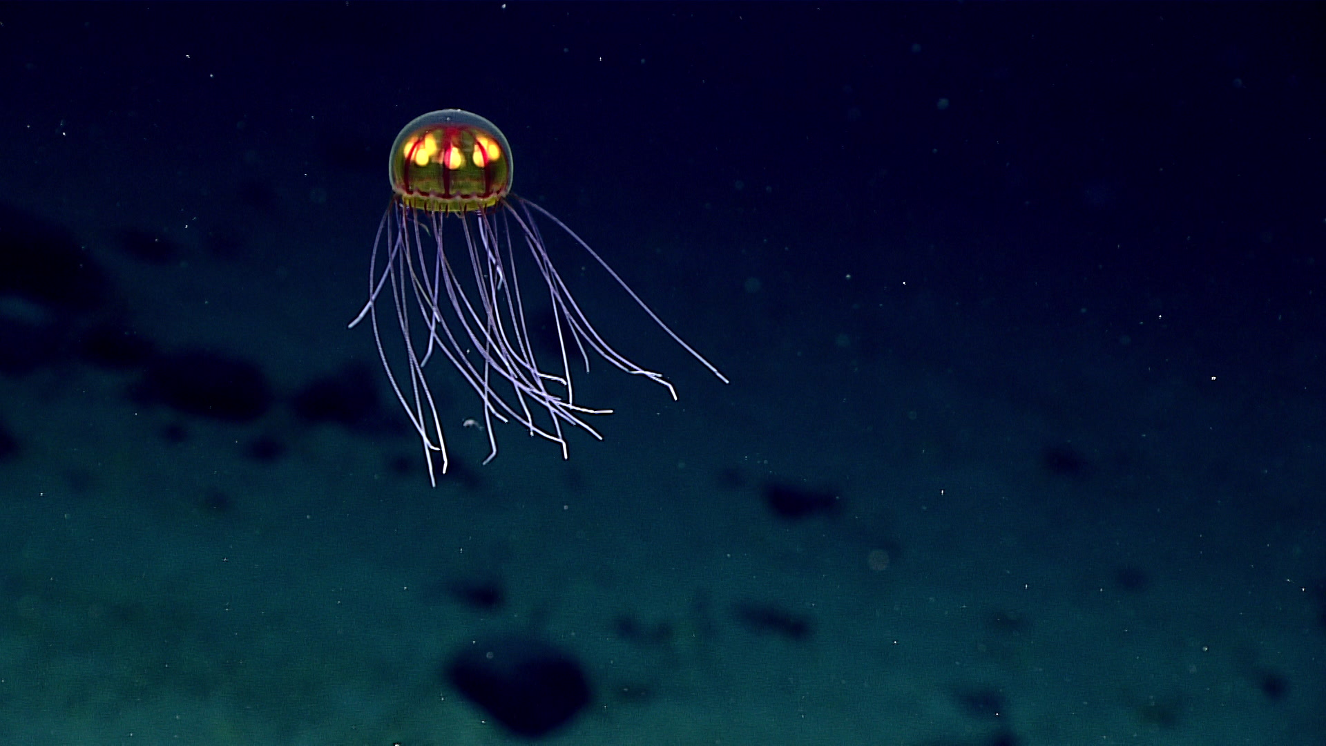 Mariana Trench Live Stream Reveals Some Seriously Gnarly Creatures 